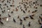 Pigeons flock urban avian sidewalk