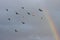 Pigeons fly against the sky and rainbow