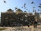 Pigeons fly in front of Ghamama Mosque in Medina