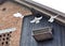 Pigeons fly out of cage on a barn