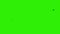 Pigeons flying against green screen, chroma key, stock footage