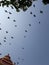 Pigeons flying in the sky in groups