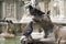 Pigeons on the Fonte Gaia fountain, Siena (Italy)