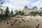 Pigeons in front of Notre Dame de Paris