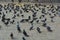 Pigeons at gateway of India