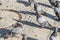 Pigeons gather on the ground in a Portuguese town square on a sunny summer day