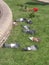 Pigeons on a grass near a fountain.
