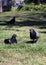 Pigeons on a Grassy Field in Madeira on a Sunny Day
