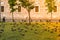 Pigeons in a green park on grass. Calm, tranquil scene