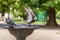 Pigeons and a green parrot drinking and bathing in a bird fountain in a park.