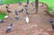 Pigeons groups in the park