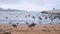 Pigeons and gulls walk along the coastal sand. In the background, ducks swim in the sea, cloudy weather