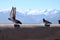 Pigeons in Gyantse Dzong or Gyantse Fortress in Tibet