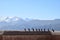 Pigeons in Gyantse Dzong or Gyantse Fortress in Tibet