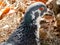 A pigeons head close up