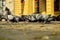 Pigeons on the historic, cobbled market square in the downtown Old Town.