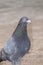 Pigeons of homer breed