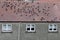 Pigeons on house roof birds causing noise nuisance to home owners and neighbours