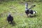 Pigeons kissing and mating in the park on a summer day