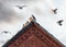 Pigeons landing on rooftop at sunset with red brick old building