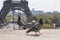 Pigeons on the ledge in front of Eiffel Tower