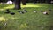 Pigeons looking for food on a green grass