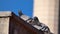 Pigeons mating on roof, wild pigeons nest on house roofs