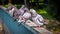 Pigeons on a metal fence on a blurred background