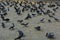 Pigeons near gateway of India