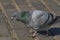 Pigeons on pavement in center square in Ceske Budejovice