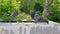 Pigeons peck bread crumbs in the Park. Feeding birds Group of Rock Dove Pigeons