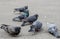 Pigeons peck food on the asphalt. A lot of pigeons.