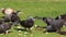 Pigeons pecking bread