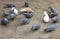 Pigeons pecking grain