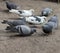 Pigeons pecking grain. Doves