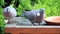 pigeons pecking sunflower in the garden