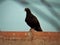 Pigeons perched on the roof of the house