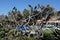 Pigeons perched in a tree at Main Beach Park, Laguna Beach, California