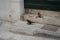 Pigeons on the porch of a house in the historic center of Valletta, the capital of Malta.