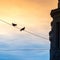 Pigeons on a power line in the big city in the light of the sett