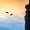 Pigeons on a power line in the big city in the light of the sett