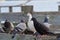 Pigeons on a railing