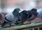 Pigeons on railings