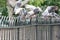 Pigeons on railings in a London Park