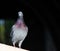 Pigeons on Reading Bridge