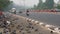 Pigeons relishing a meal beside the roads of Delhi amid the passing vehicles.