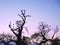 Pigeons resting on bare tree branches in silhouette against a pink sky