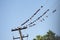 Pigeons resting on electrical wire