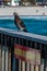 Pigeons resting on the railing of the pier with the Gulf of Mexico and Pensacola Beach in the background