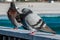 Pigeons resting on the railing of the pier with the Gulf of Mexico and Pensacola Beach in the background